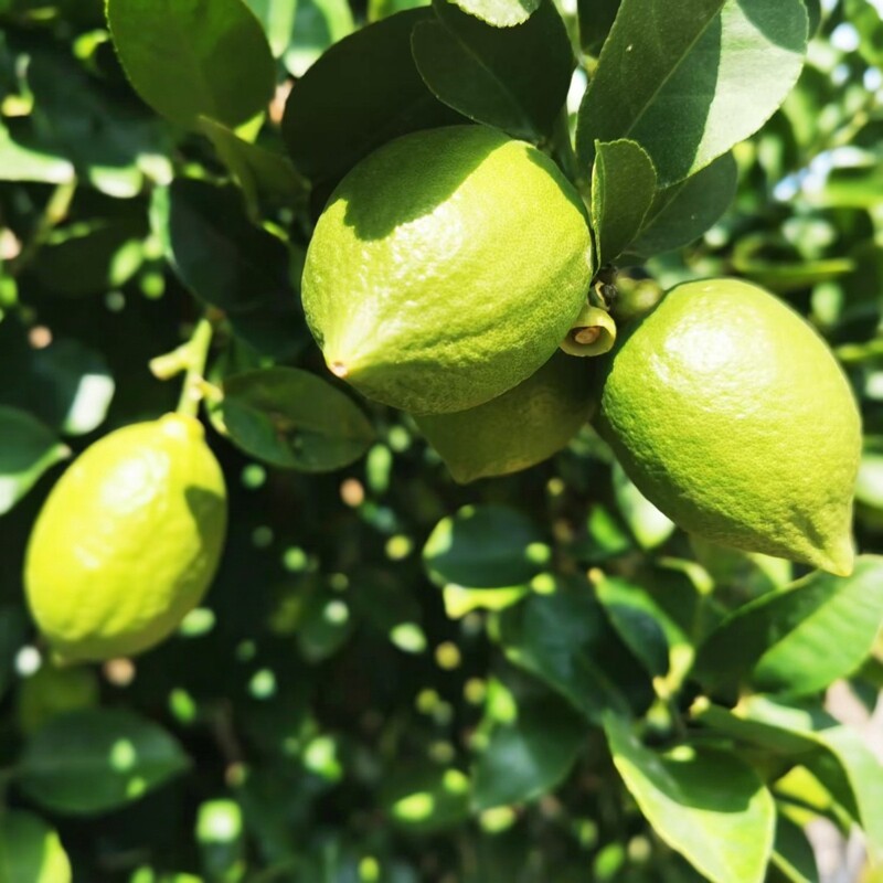 广西香水柠檬代发批发一级果二级果新鲜现摘专供奶茶店无籽柠檬