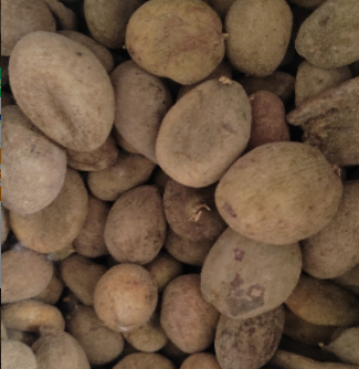 中药材 五倍子100克10元可打粉