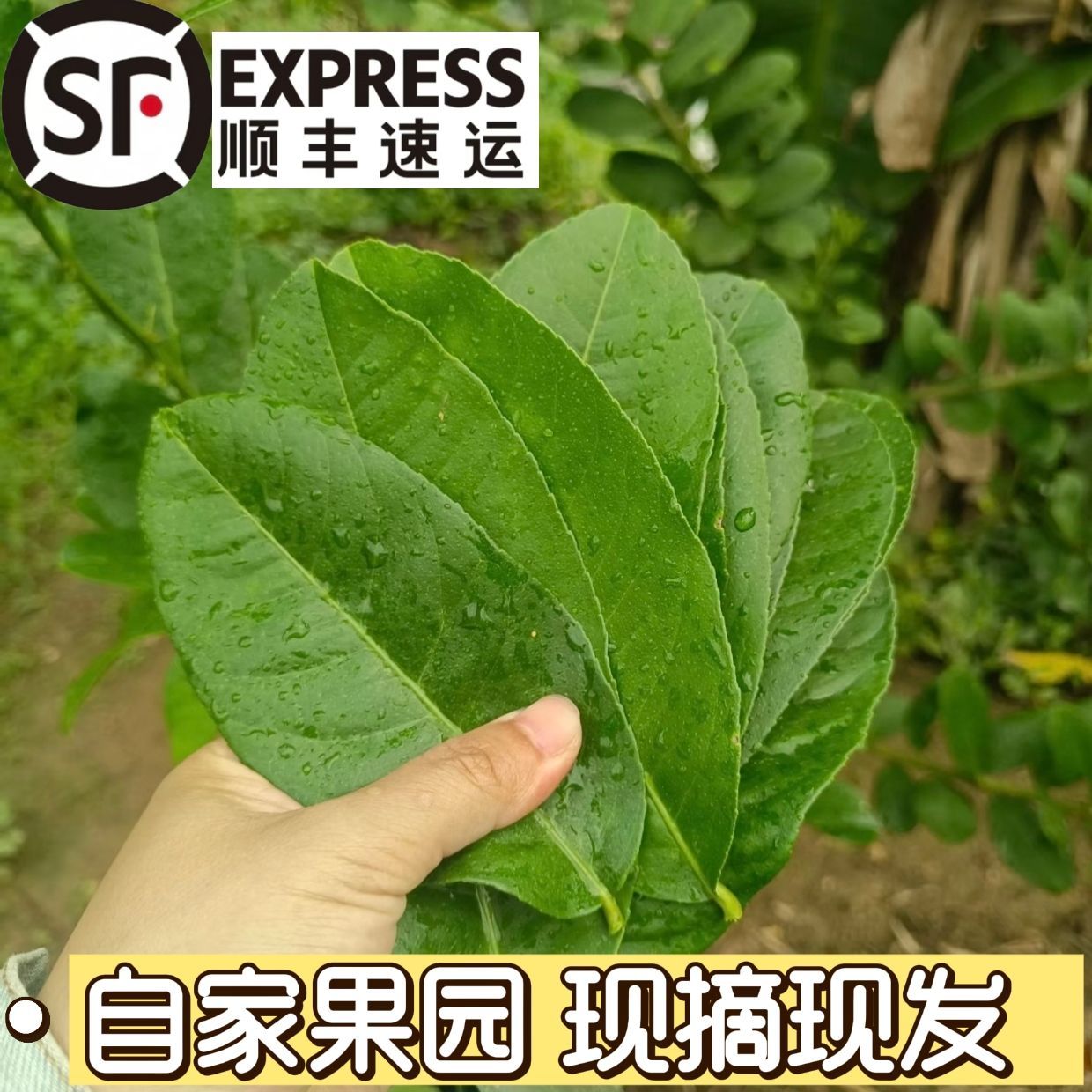 【顺丰包邮】新鲜广东香水柠檬叶