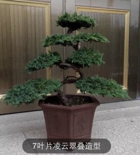 迎客造型地柏松树盆景盆栽室内办公桌阳台景观树美观净化空气