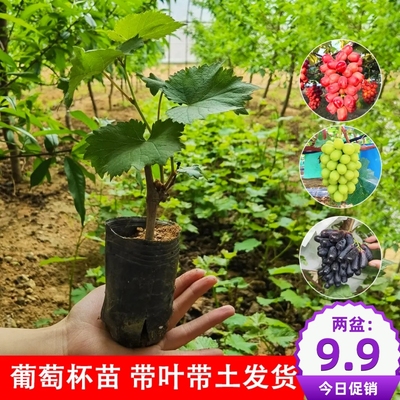 阳光玫瑰葡萄树苗盆栽包成活带土果树苗南北方种植葡萄苖当年结果