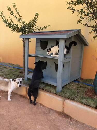 户外防雨防水猫屋实木猫舍猫笼室外防晒流浪猫窝四季通用猫别墅