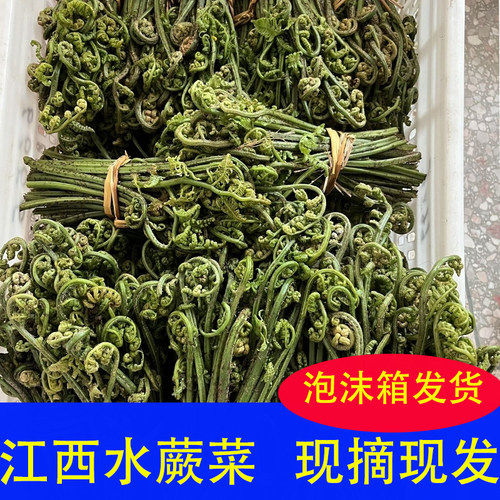 现摘野生山蕨蔬菜龙爪猫爪拳头菜