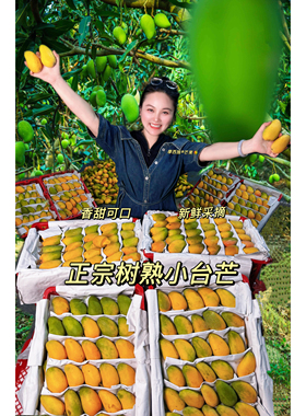 （大台农）海南香甜台农芒新鲜采摘芒果应季水果