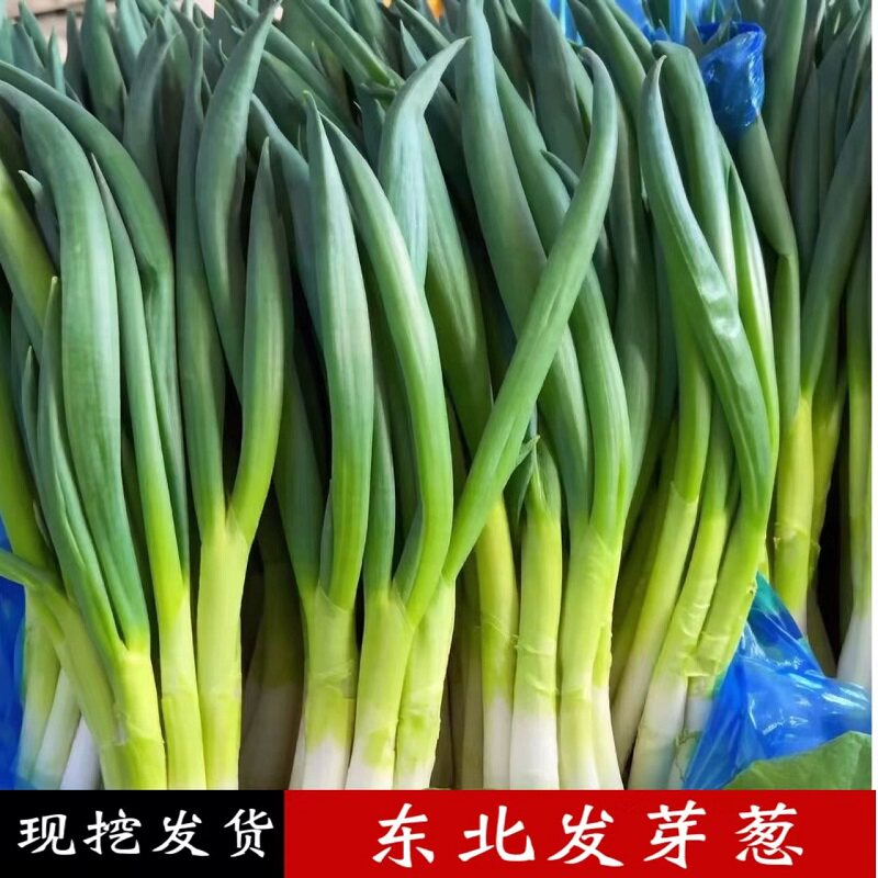 东北黑龙江农家发芽葱自种新鲜大葱小葱蘸酱菜现挖现发小园香辣葱
