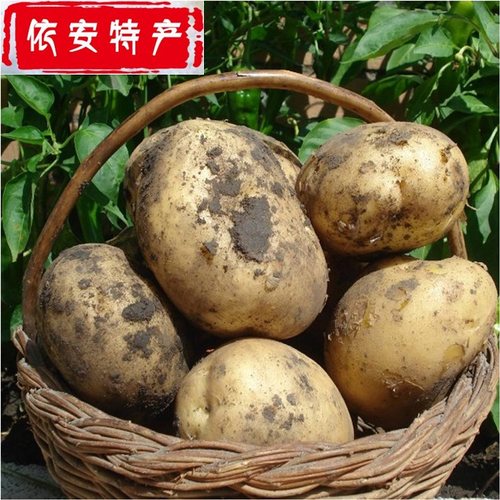 大土豆黑龙江农家纯正黄心