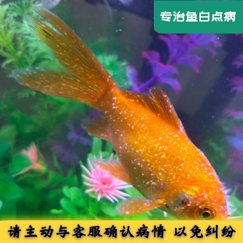 观赏鱼白点病小瓜虫治疗白点灵白点净淡水热带冷水鱼