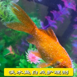 观赏鱼白点小瓜虫寄生虫白点灵白点净淡水热带冷水鱼护理无色水剂