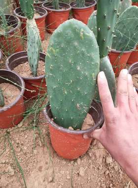 新鲜仙人掌绿色多肉植物盆栽可药用食用仙人掌米邦塔美容外敷内服