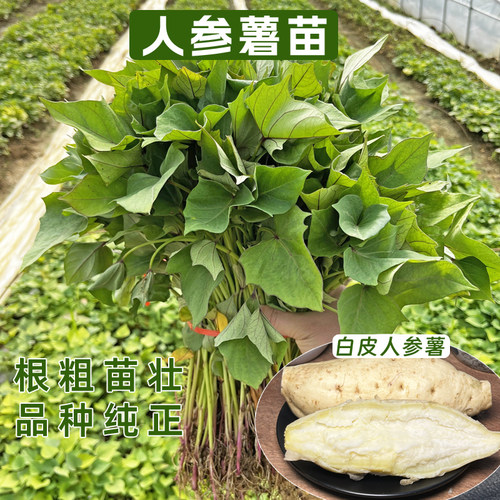 人参薯苗白皮白心红薯苗小白薯种苗蜜薯苗板栗薯苗红薯秧苗高产