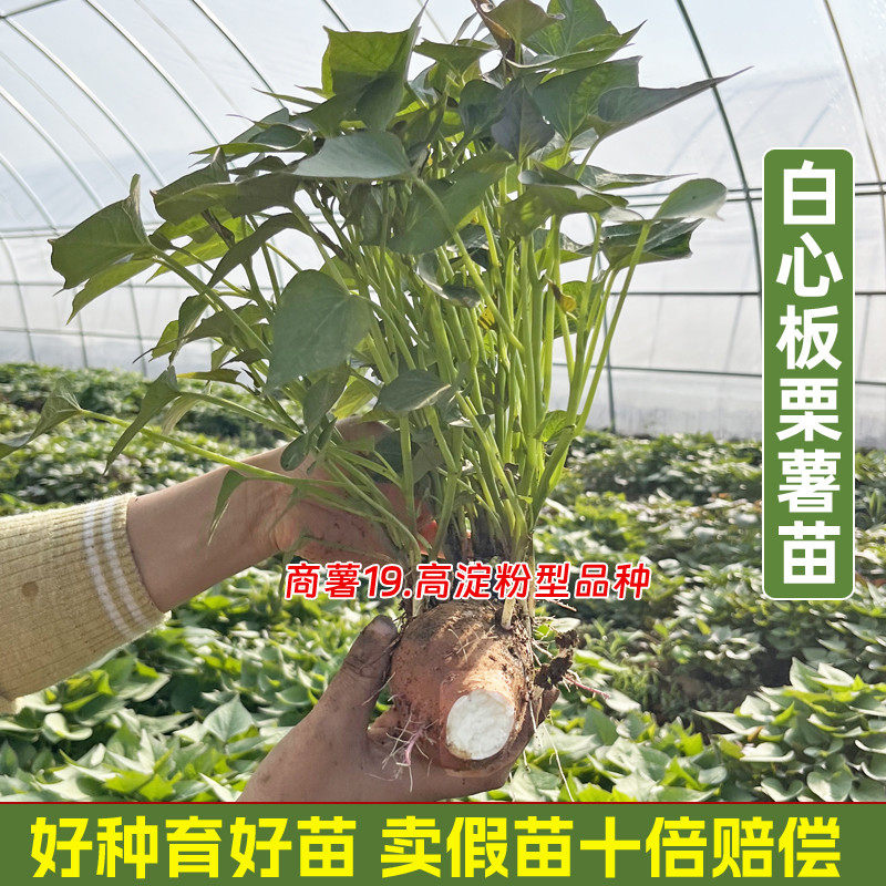 白心板栗薯苗商薯19红薯苗原种白心地瓜种子带根发货红薯秧子高产