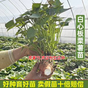 白心板栗薯苗商薯19红薯苗原种白心地瓜种子带根发货红薯秧子高产