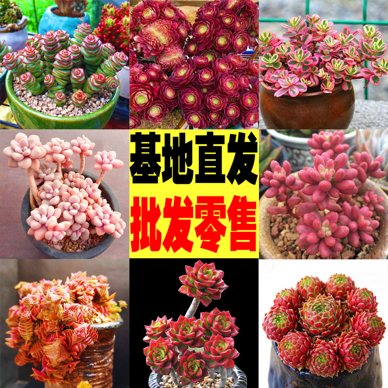 多肉植物新款稀有贵货大批基地直发巨型清棚老桩玫瑰法师四季萌肉|ruв категории доставка цветов/цветок моделирования/растения садоводства, цветок/растения в горшках (новый), Суккуленты - от Buy2taobao.com для оказания профессиональной услуги покупки агента Taobao