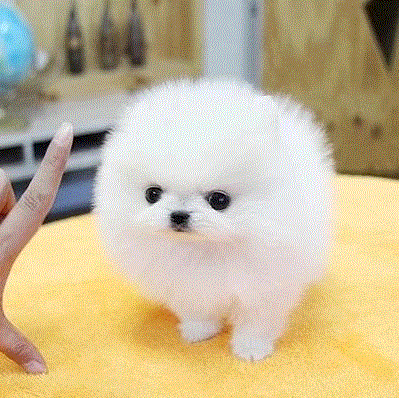 出售纯种博美泰迪犬比熊犬金毛拉布拉多萨摩耶博美犬幼犬宠物狗狗|ms在類目 haiwan peliharaan/makanan haiwan dan bekalan, Haiwan peliharaan Life Services, Pet Training中 - 來自Buy2taobao.com提供專業的淘寶代購服務