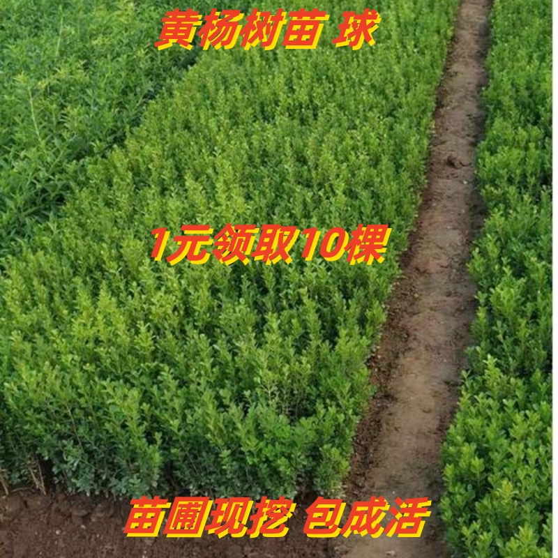 四季常青耐寒黄杨苗庭院绿篱树苗