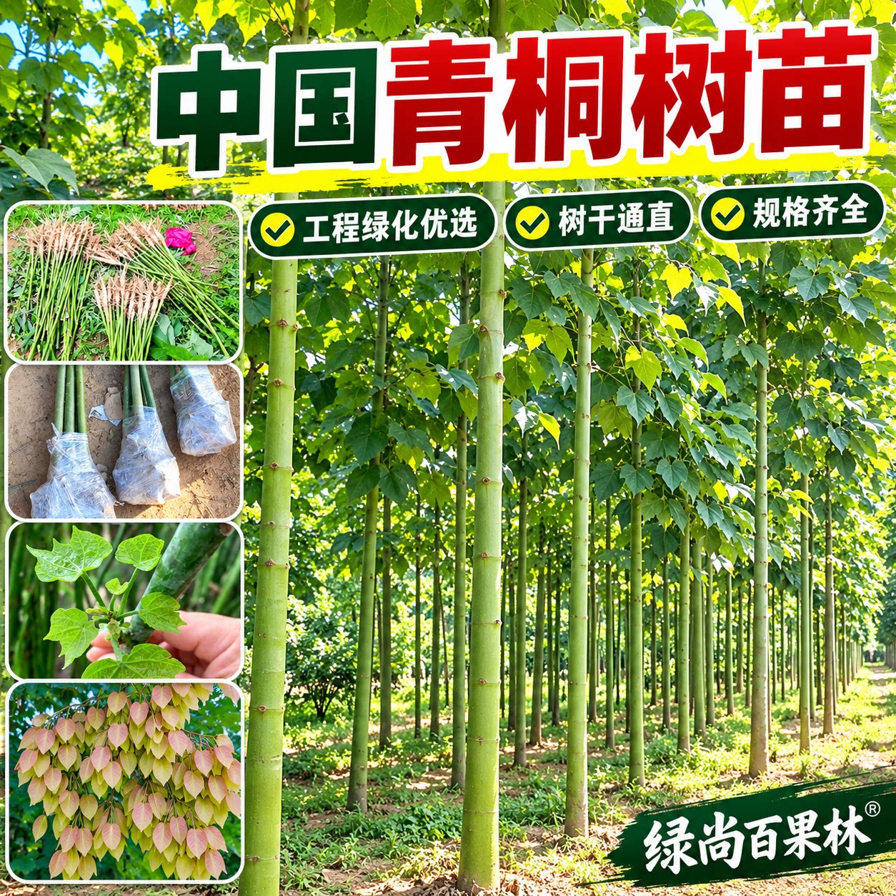 绿化苗木青桐树苗桐麻树中国梧桐树苗南北方庭院遮阳风景观赏树