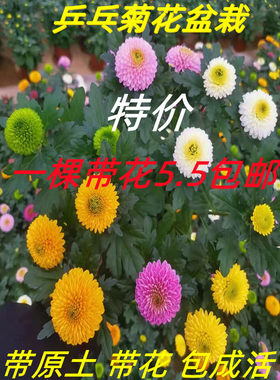 千头菊花苗盆栽荷兰秋菊乒乓球菊四季菊九月金丝种室内外绿植花卉