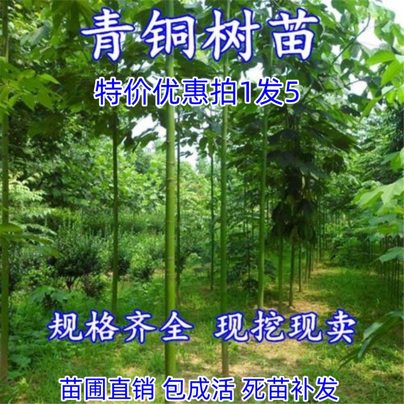 青桐庭院梧桐树苗南北方绿化苗木
