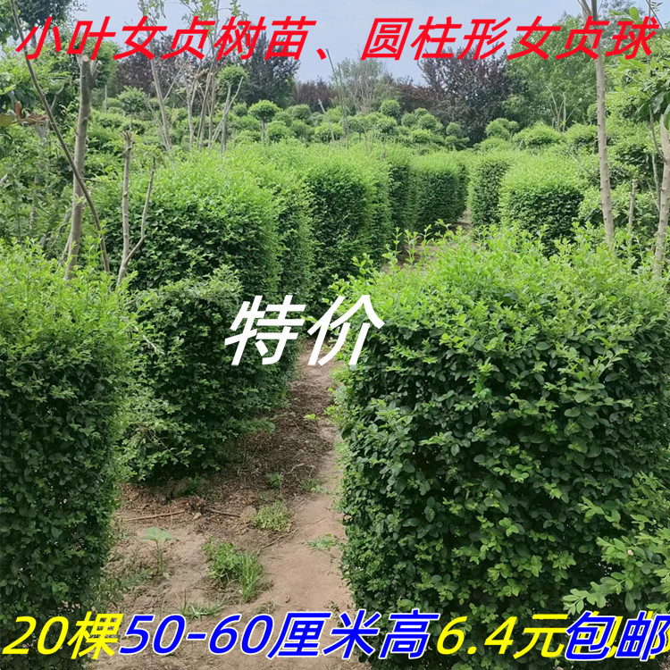 女贞树苗圆柱造型女贞苗工程庭院篱笆墙种植四季常青苗抗寒易成活