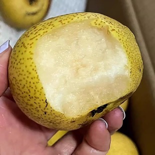 北京平谷新鲜细皮老酸梨pk东北小酸梨薄皮盖梨烂酸梨安梨5斤包邮
