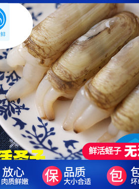 新鲜活圣子无沙海鲜水产海蛏子500克包活 重庆主城区90分钟送达
