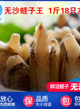 新鲜活蛏子王无沙圣子王包活500克海鲜水产竹蛏子鲜活大