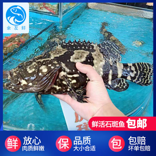 鲜活石斑鱼500g 珍珠龙胆海鱼老虎斑 水产海鲜500g重庆 余友鲜