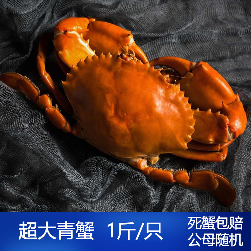 青蟹鲜活 大公蟹肉蟹 新鲜海蟹一斤1只重庆海鲜水产2斤包邮
