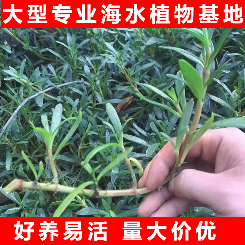 盐碱地植物海马齿海水鱼缸造景污水净化水质海草藻红树林海水植物