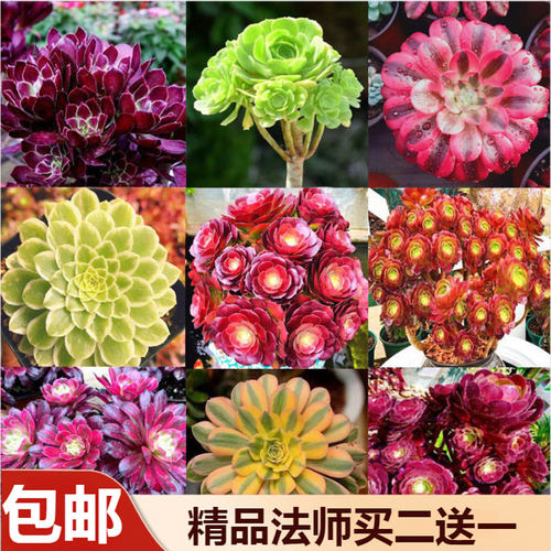 精品多肉植物盆栽包邮
