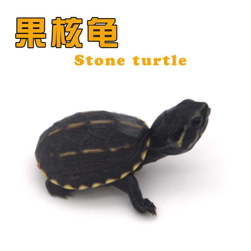 ¹ûºË¹êÃç»îÌåÎÚ¹êÉîË®¹ê¹ÛÉ͹군¹êÃçСÐÍÄà¹ê1-2cm