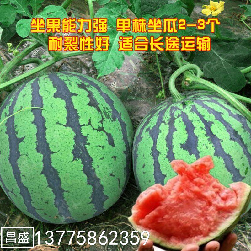 嫁接西瓜苗春夏种植早熟8424苗秧种苗种子麒麟西瓜瓜果四季蔬菜苗