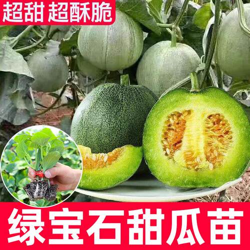 超甜山东绿宝石羊角蜜甜瓜苗秧苗种子冰糖子嫁接博洋九号幼苗四季