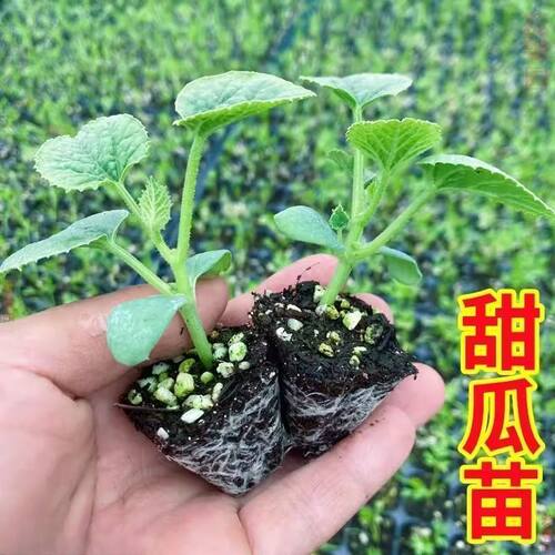 白甜瓜秧苗酥脆薄皮白沙蜜甜瓜苗秧绿宝石香瓜甜瓜苗盆栽地栽