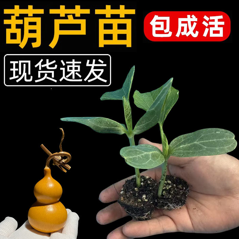 葫芦苗手捻小葫芦种子八宝文玩观赏盆栽特大亚腰葫芦籽大葫芦苗秧
