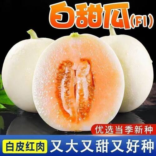 白甜瓜秧苗酥脆薄皮白沙蜜甜瓜苗秧绿宝石香瓜甜瓜苗盆栽地栽
