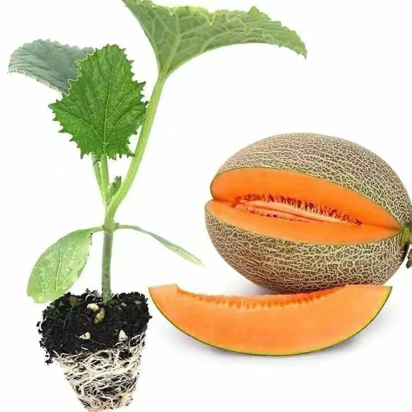 哈蜜瓜秧苗蔬菜苗哈蜜瓜苗南方种植哈蜜瓜幼苗网纹哈蜜瓜苗冰淇淋
