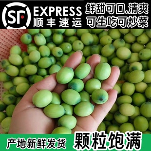 正宗江西新鲜青莲子莲蓬现剥嫩莲米农家生吃水果莲米新鲜采摘包邮