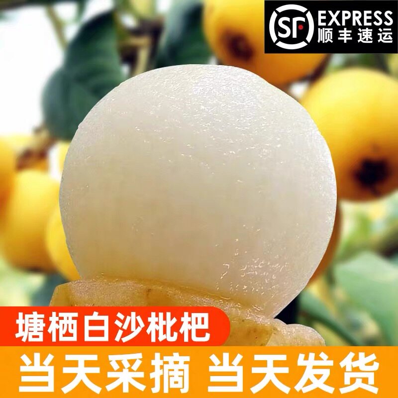 顺丰空运江浙沪包邮浙江杭州塘栖新鲜白沙枇杷白沙大果 现摘现发