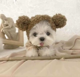 Pet Pet Bargabe Bumei маленькая собачья одежда для собак