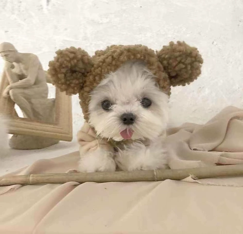 Pet Pet Bargabe Bumei маленькая собачья одежда для собак