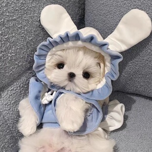 春秋冬宠物搞怪狐狸变身装毛绒绒外套恶搞狗狗衣服可爱连帽服装