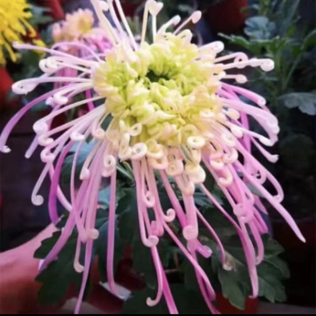 【沽水流霞】菊花盆栽大花九月菊荷兰菊耐寒带花苞好养四季开花卉