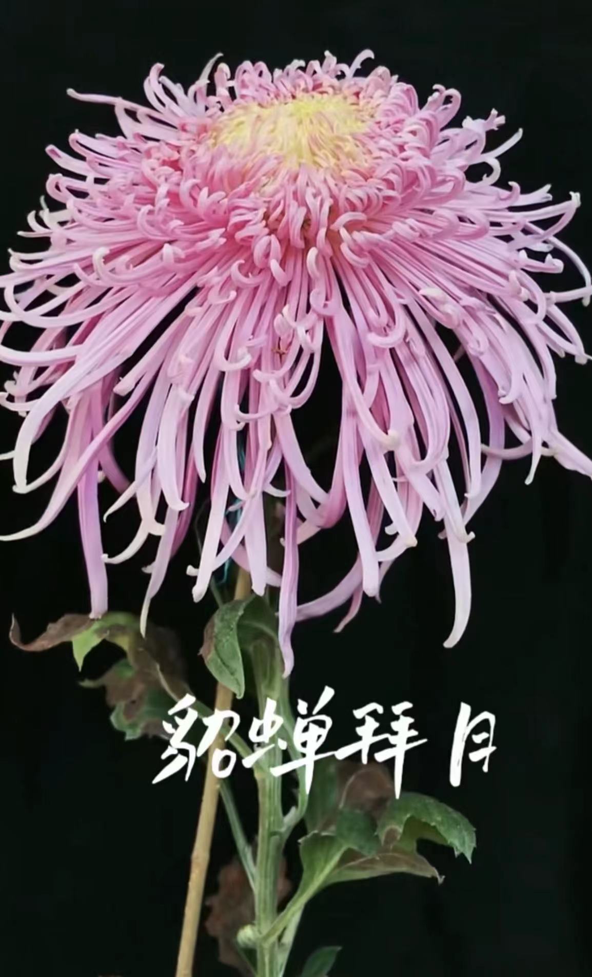 【貂蝉拜月】菊花盆栽大花九月菊荷兰菊耐寒带花苞好养四季开花卉