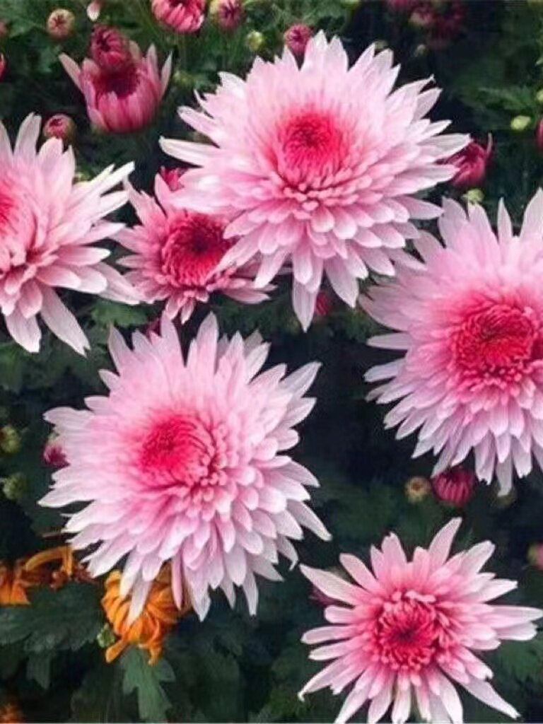 【荷塘月色】菊花盆栽大花九月菊菊花类