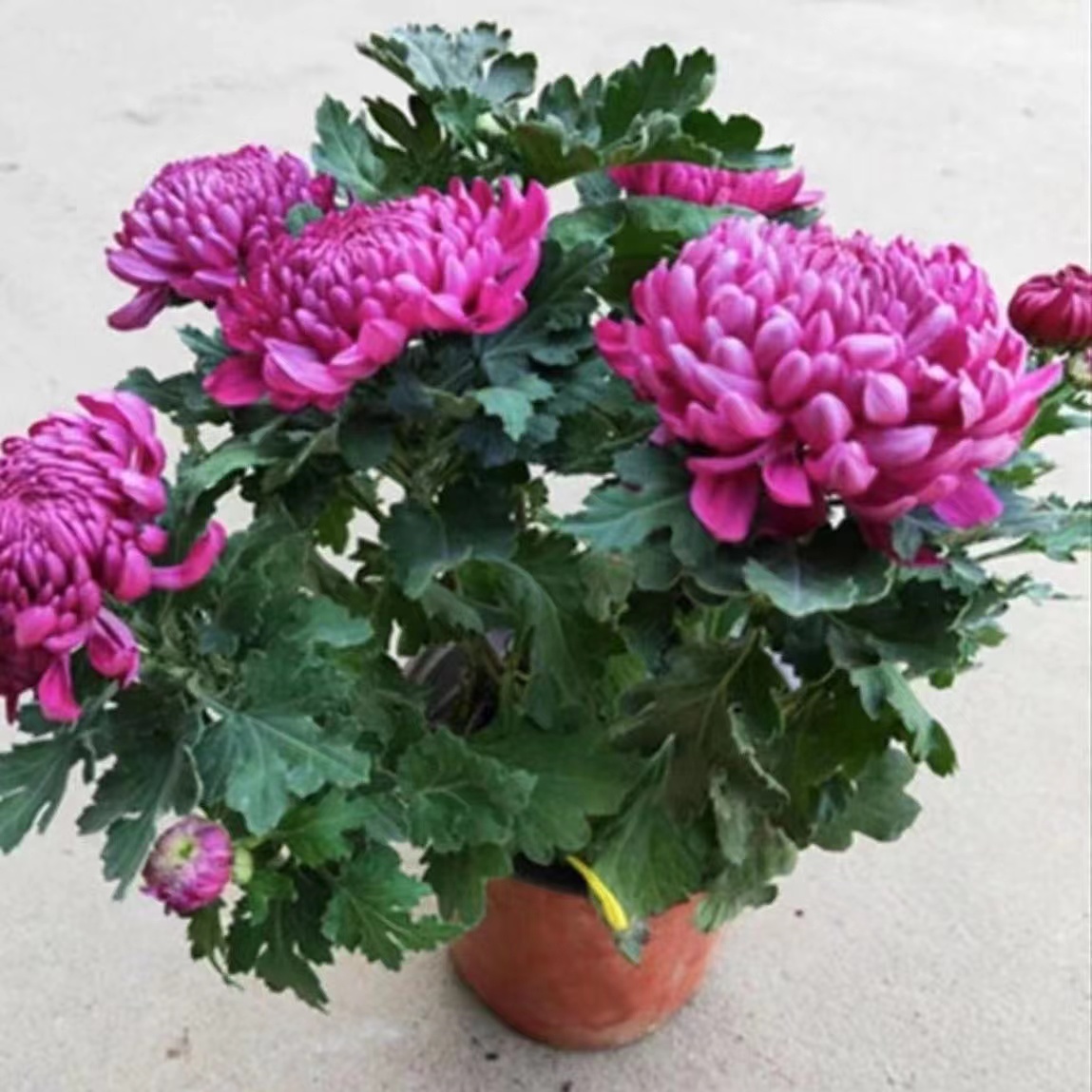【紫绣球】菊花盆栽大花九月菊荷兰菊耐寒带花苞好养四季开花卉
