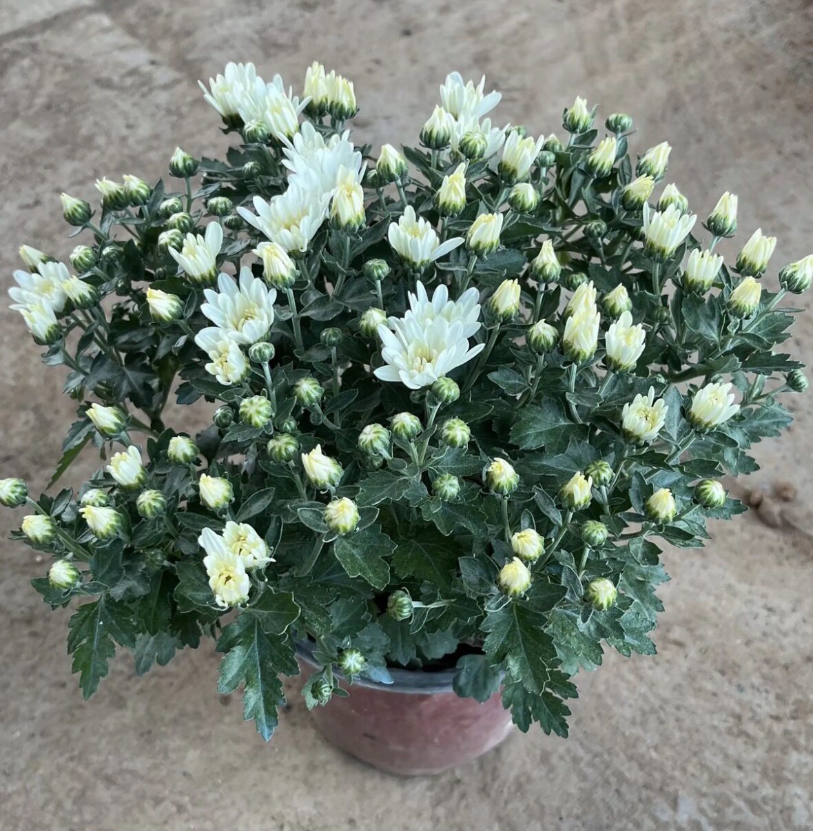 白色球菊千头菊小雏菊盆栽菊花带花苞室内外种植