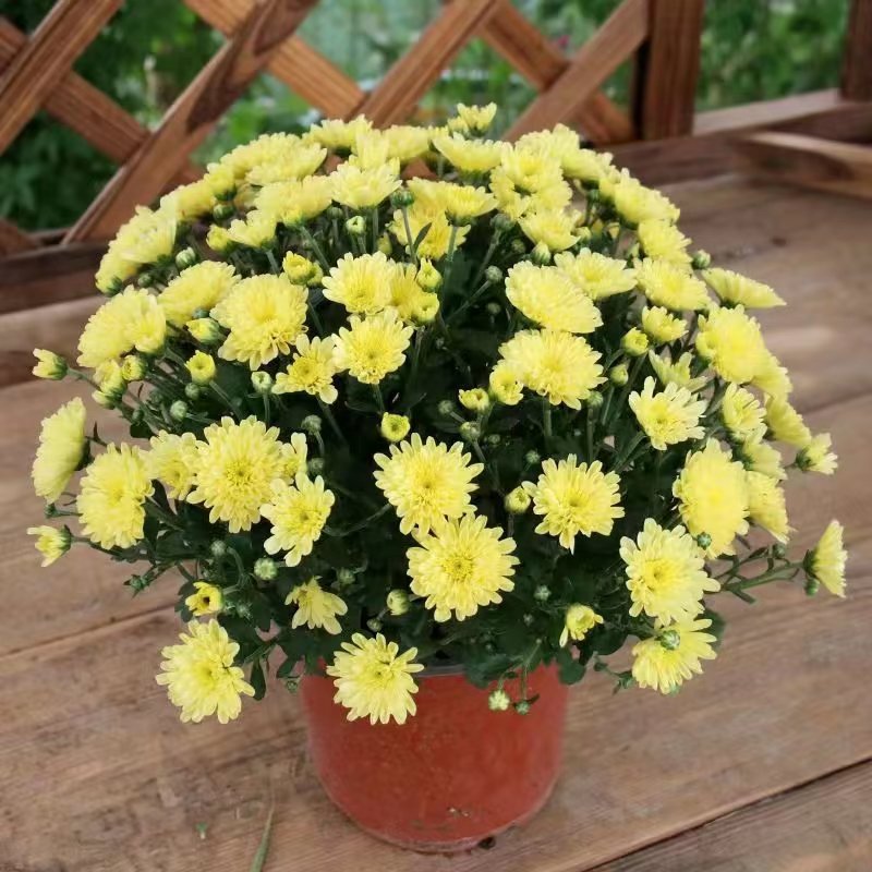 黄色球菊千头菊小雏菊盆栽菊花带花苞室内外种植