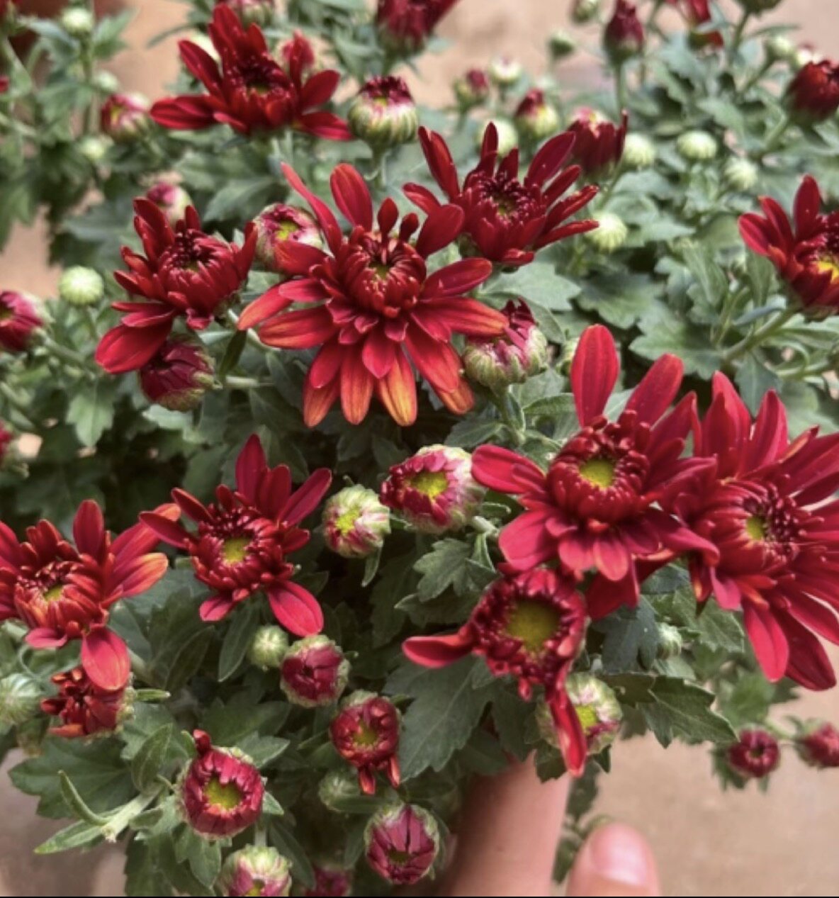 红色球菊千头菊小雏菊盆栽菊花带花苞室内外种植