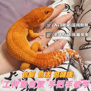 豹纹守宫萝卜爬宠活物蜥蜴宠物小火龙幼体入门级爬宠活物成体